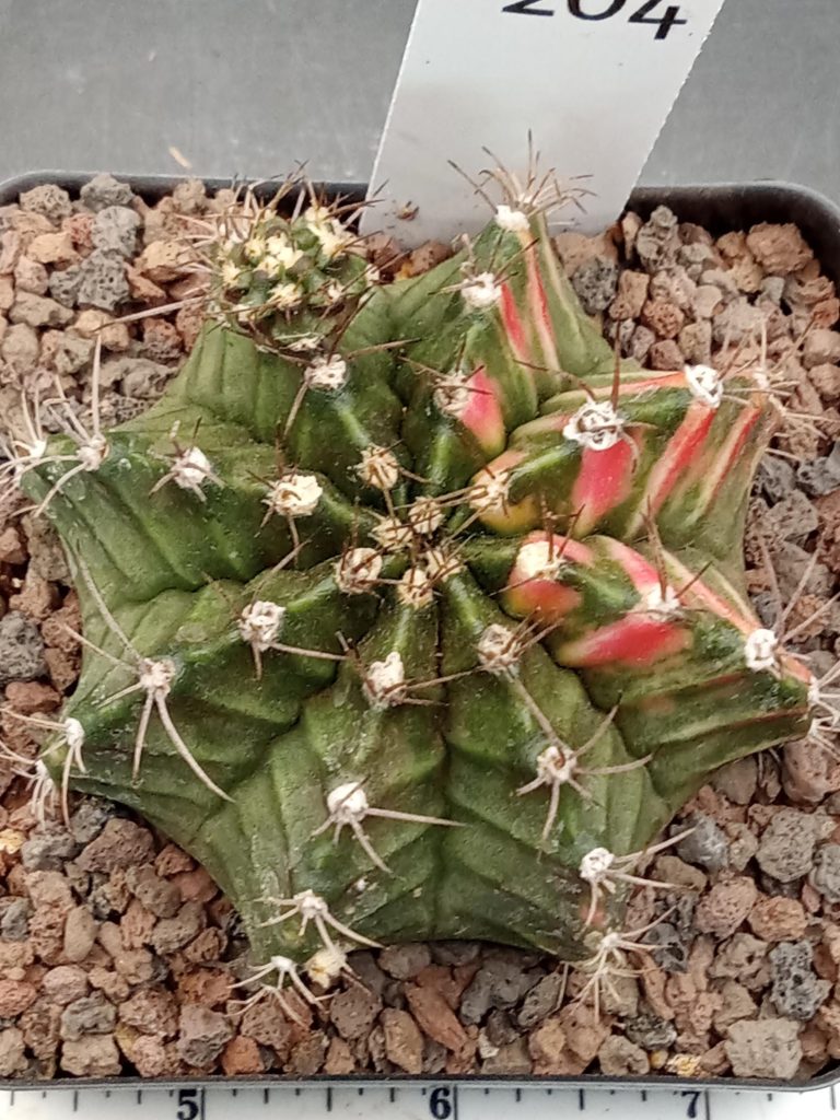 Gymnocalycium Mihanovichii Variegated Great Size, Big with Pups, 3.25" pot Cactus #204 - Image 2