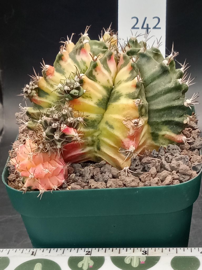 Gymnocalycium Mihanovichii Variegated Great Size, Big with Many Pups, Colorful Mama, 3.25" pot Cactus #242 - Image 3