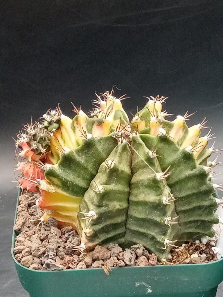 Gymnocalycium Mihanovichii Variegated Great Size, Big with Many Pups, Colorful Mama, 3.25" pot Cactus #242 - Image 2