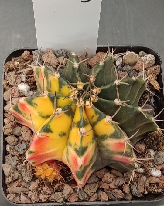 Gymnocalycium Mihanovichii Beautiful Unique Red Orange and Multicolor Style with Pup Variegation Variegated Cactus #209