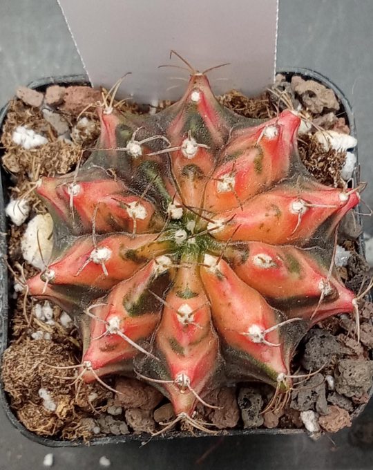 Gymnocalycium Mihanovichii Beautiful Unique Color Bright Pink Orange Variegation Variegated Cactus #225