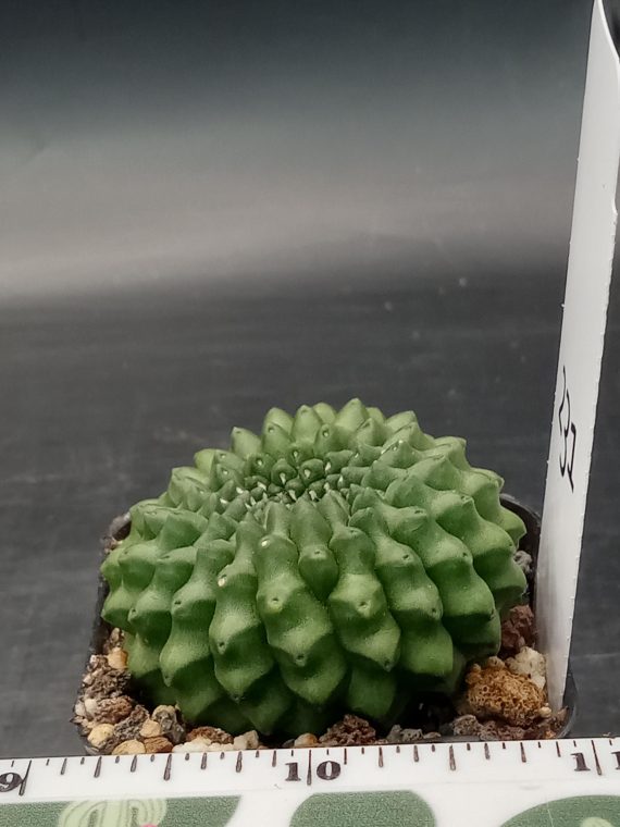 Gymnocalycium Cristata Crested Thornless Cactus Unique Rare Special Cacti Unique Spiral #231 - Image 2