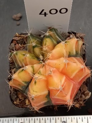 Gymnocalycium Mihanovichii Beautiful Orangey Melon Like Varigated Cactus #400