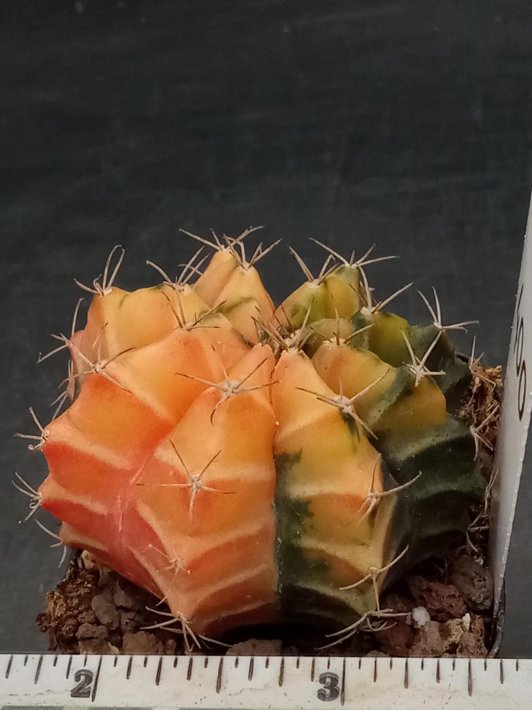 Gymnocalycium Mihanovichii Beautiful Orangey Melon Like Varigated Cactus #400 - Image 2