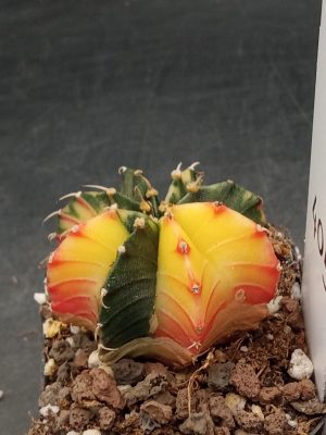 Gymnocalycium Mihanovichii Bright Yellow with Pink and Deep Dark Pink Varigated Cactus #405