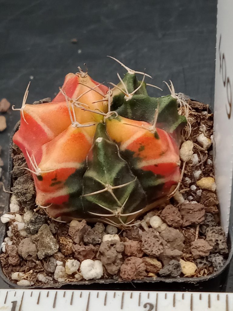 Gymnocalycium Mihanovichii Bright Orange With White Cheverons Varigated Cactus #409 - Image 2