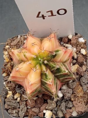 Gymnocalycium Mihanovichii Pretty Lightly Colored Varigated Cactus #410
