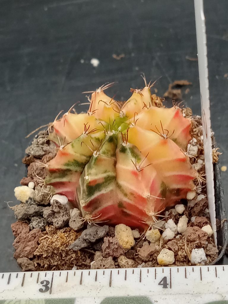 Gymnocalycium Mihanovichii Pretty Lightly Colored Varigated Cactus #410 - Image 2