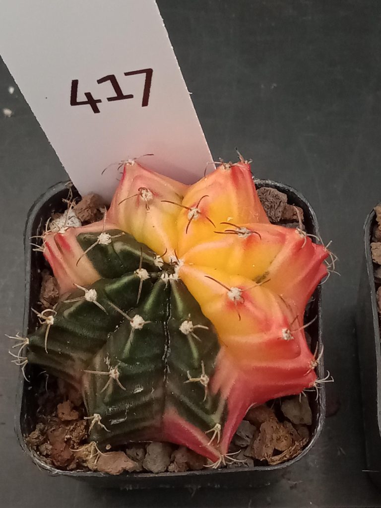 Gymnocalycium Mihanovichii Beautiful Varigated Cactus With Uniform Deep Green Spot #417