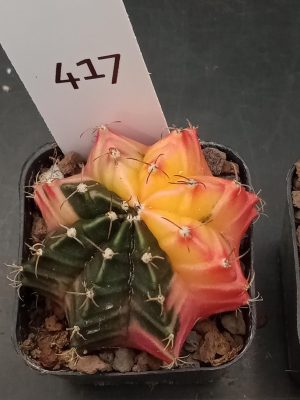 Gymnocalycium Mihanovichii Beautiful Varigated Cactus With Uniform Deep Green Spot #417