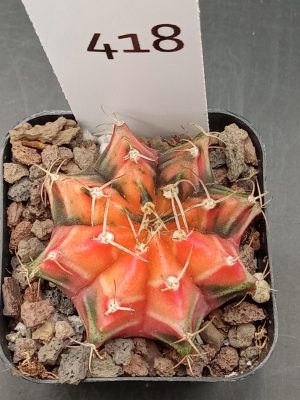 Gymnocalycium Mihanovichii Pretty In Pink Styled Varigated Cactus #418