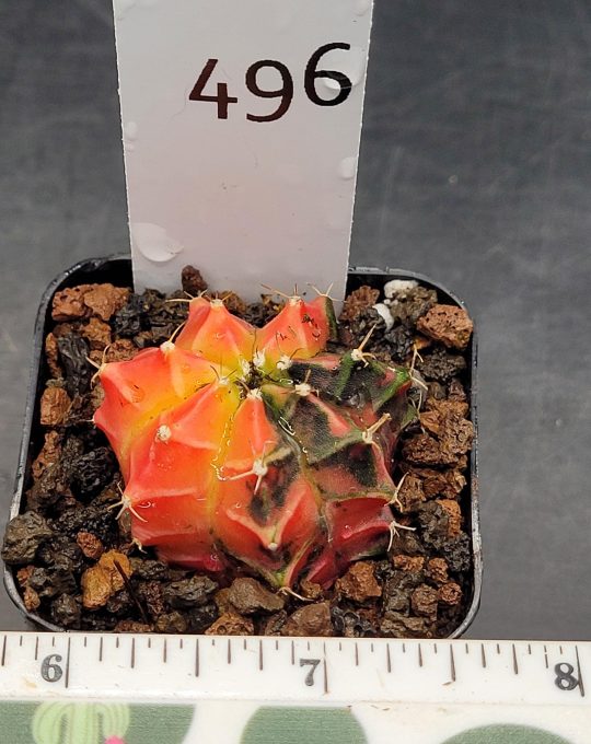 Gymnocalycium Mihanovichii Beautiful Bright Orange Eyecatcher Varigated Cactus #496