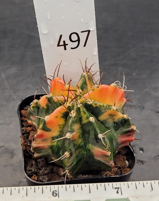 Gymnocalycium Mihanovichii Orange Green Perfect Coloring Varigated Cactus #497