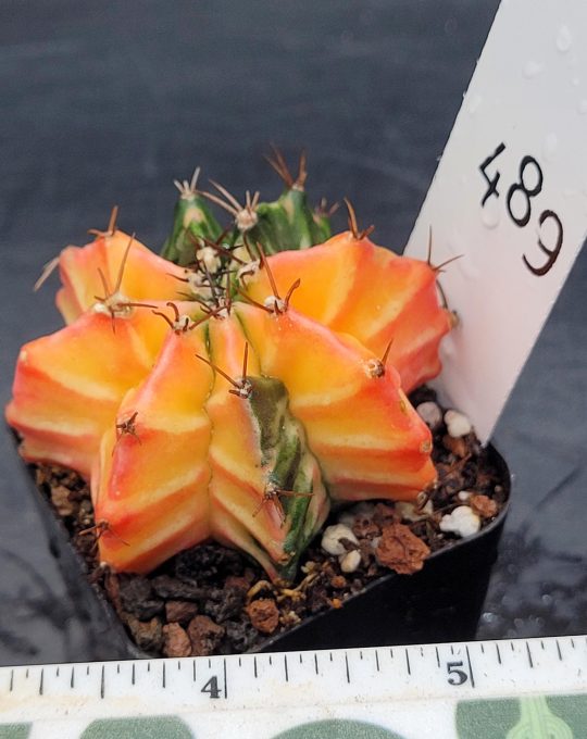 Gymnocalycium Mihanovichii Variegated Cactus Light Orange with Green Splots #489 in 2" Pot