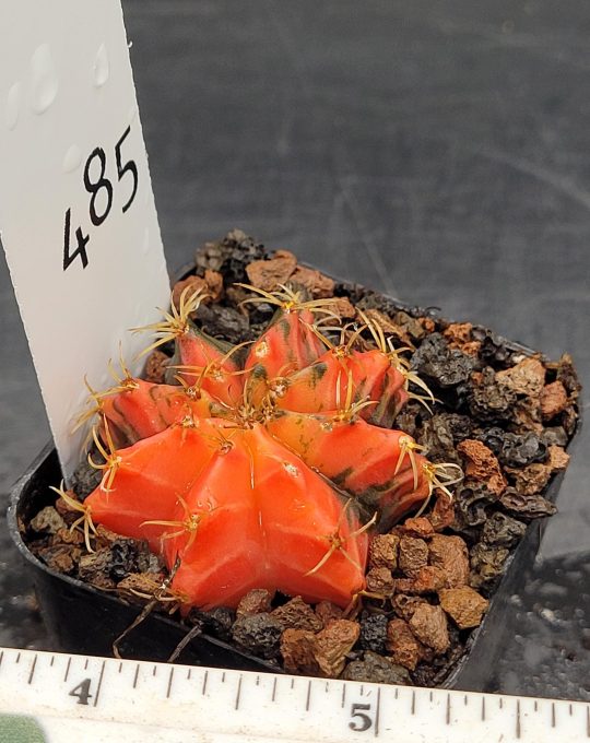 Gymnocalycium Mihanovichii Variegated Cactus Bright Red with Dark Spots #485 in 2" Pot