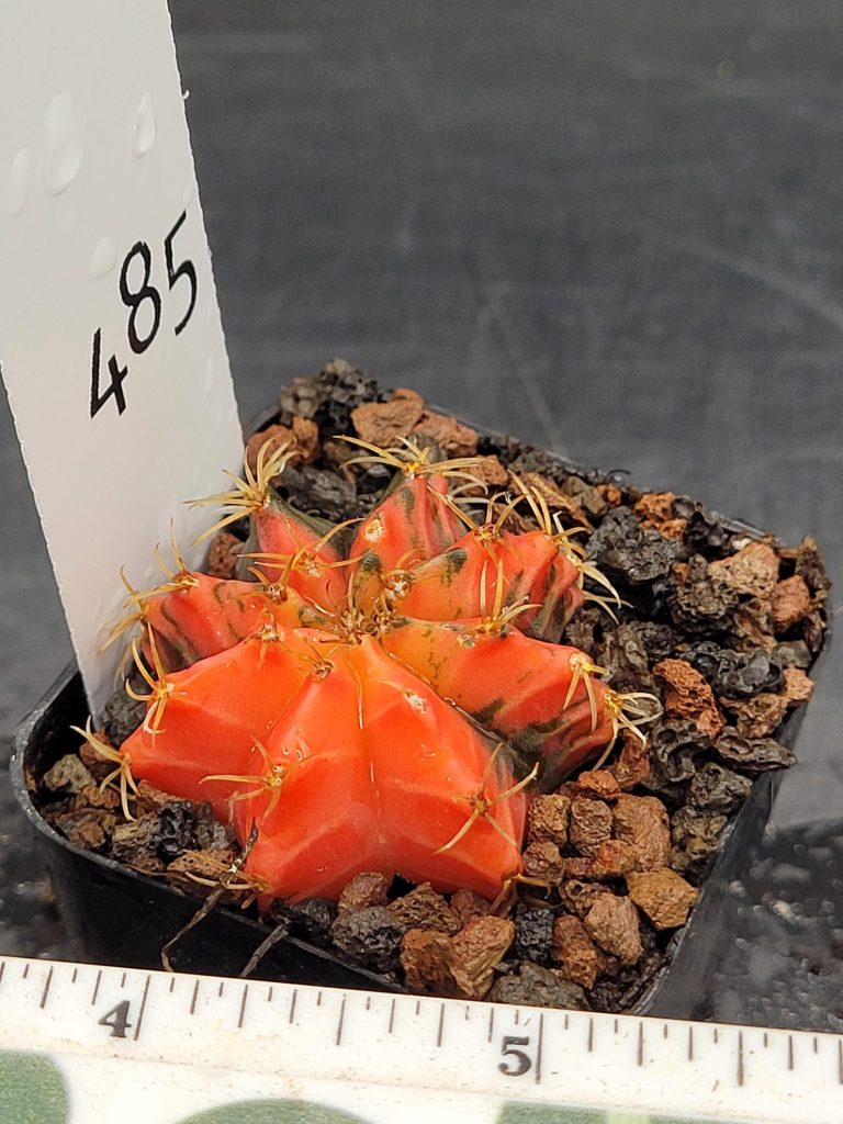 Gymnocalycium Mihanovichii Variegated Cactus Bright Red with Dark Spots #485 in 2" Pot