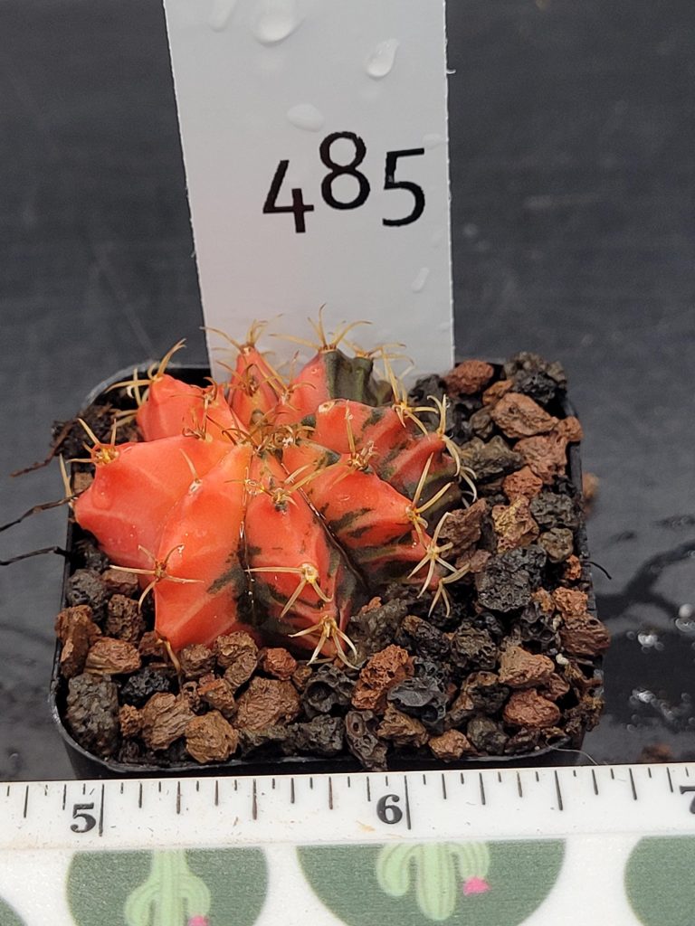 Gymnocalycium Mihanovichii Variegated Cactus Bright Red with Dark Spots #485 in 2" Pot - Image 2