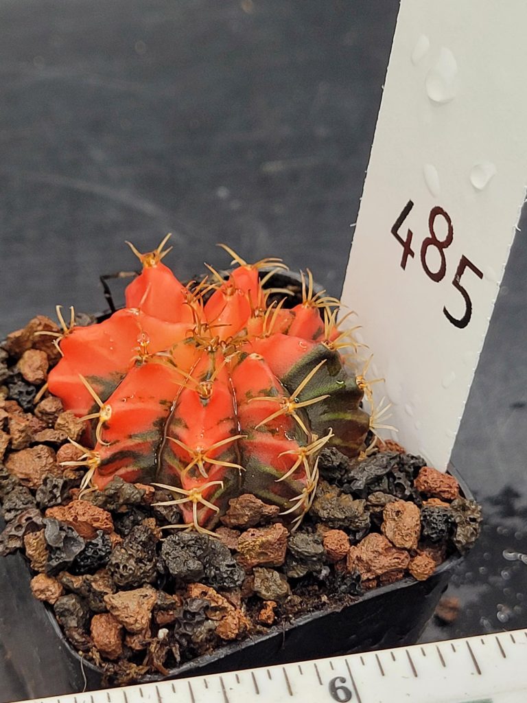 Gymnocalycium Mihanovichii Variegated Cactus Bright Red with Dark Spots #485 in 2" Pot - Image 3