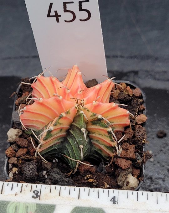 Gymnocalycium Mihanovichii Variegated Cactus Light and Dark Pink Mix With Solid Green Rib #455 in 2" Pot