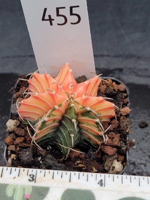Gymnocalycium Mihanovichii Variegated Cactus Light and Dark Pink Mix With Solid Green Rib #455 in 2" Pot