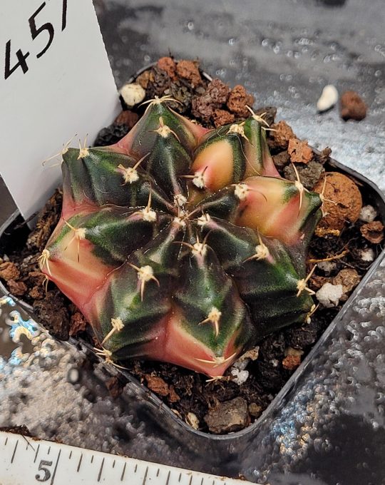 Gymnocalycium Mihanovichii Variegated Cactus Deep Dark Top View With Colorful Sides #457 in 2" Pot