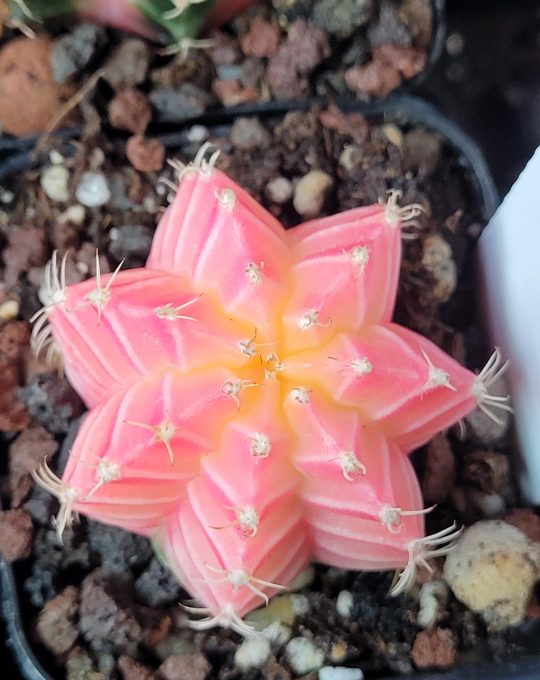 Gymnocalycium Mihanovichii Variegated Cactus Full Bright Pink With Yellow SunShine Center #458 in 2" Pot