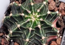 Gymnocalycium Mihanovichii Variegated Cactus Full Color Deep Forest Tree Green, Slight Pink Bottom#451 in 2.75" Pot