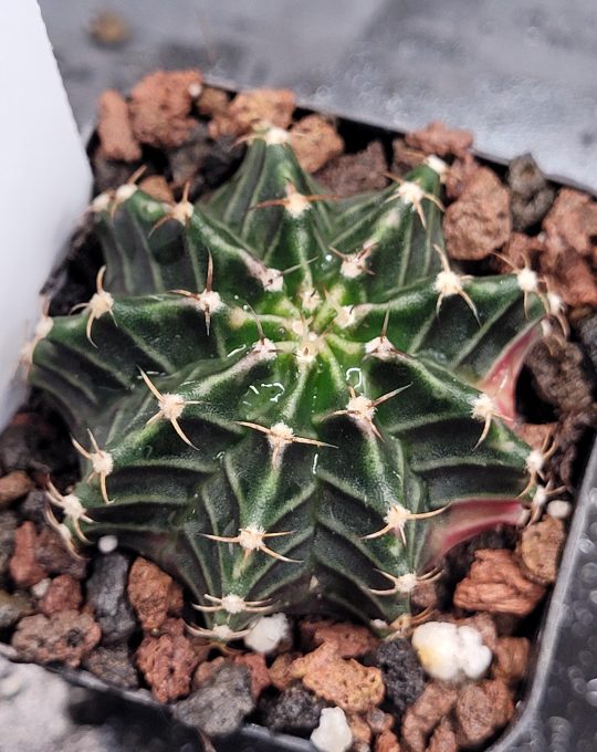 Gymnocalycium Mihanovichii Variegated Cactus Full Color Deep Forest Tree Green, Slight Pink Bottom#451 in 2.75" Pot