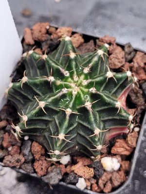 Gymnocalycium Mihanovichii Variegated Cactus Full Color Deep Forest Tree Green, Slight Pink Bottom#451 in 2.75" Pot