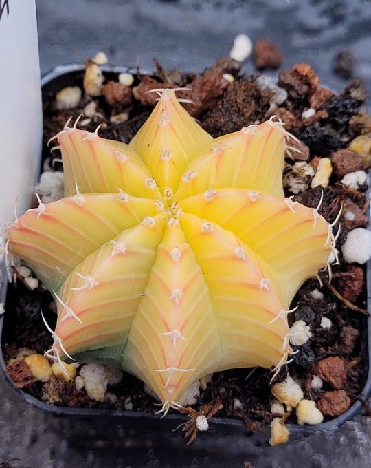 Gymnocalycium Mihanovichii Variegated Cactus Full Sunny Lemon Tree Field Day #453 in 2" Pot