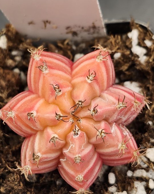 Gymnocalycium Mihanovichii Variegated Cactus Uniform Pink Top View FLower Look #8232 in 2" Pot