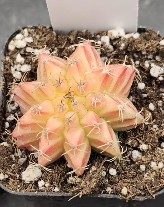 Gymnocalycium Mihanovichii Variegated Cactus Light Pink Sun #8234 in 2" Pot