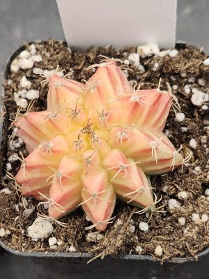 Gymnocalycium Mihanovichii Variegated Cactus Light Pink Sun #8234 in 2" Pot