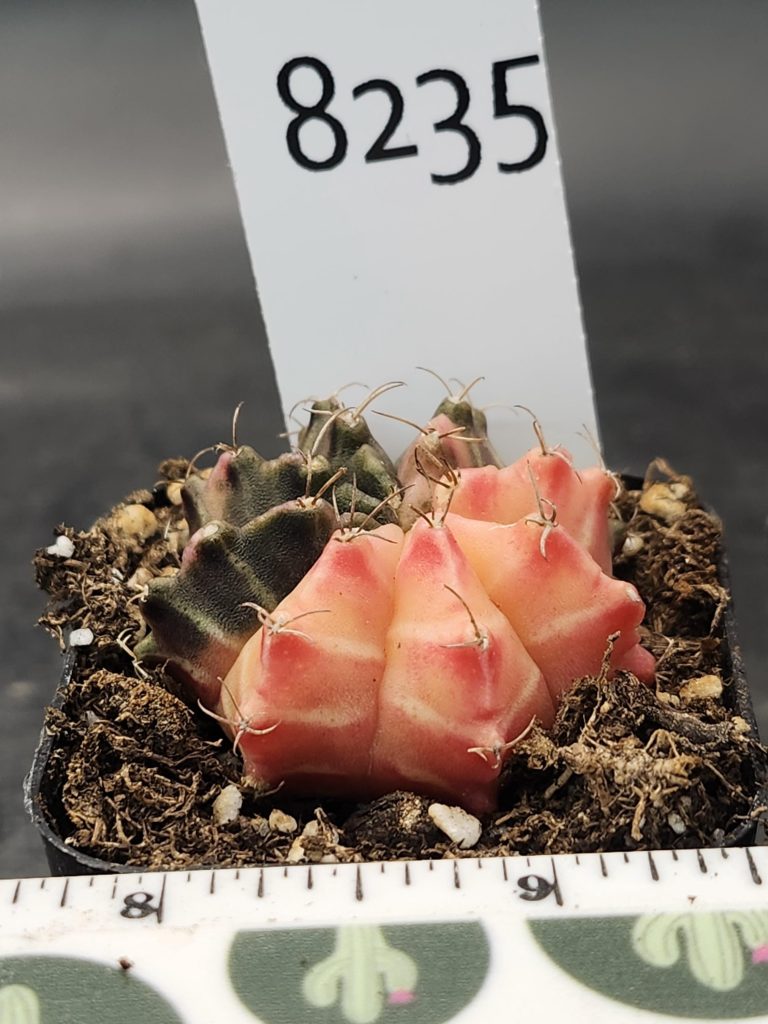 Gymnocalycium Mihanovichii Variegated Cactus Best of Both Worlds, Half Light Half Dark #8235 in 2" Pot - Image 3