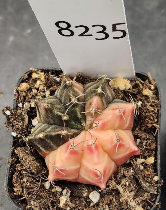 Gymnocalycium Mihanovichii Variegated Cactus Best of Both Worlds, Half Light Half Dark #8235 in 2" Pot