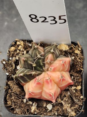 Gymnocalycium Mihanovichii Variegated Cactus Best of Both Worlds, Half Light Half Dark #8235 in 2" Pot