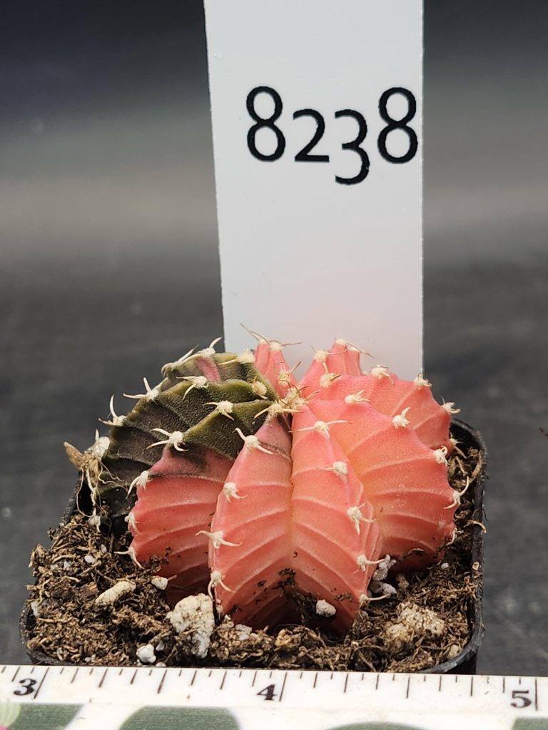 Gymnocalycium Mihanovichii Variegated Cactus Cherry Pie Missing A Slice #8238 in 2" Pot - Image 3