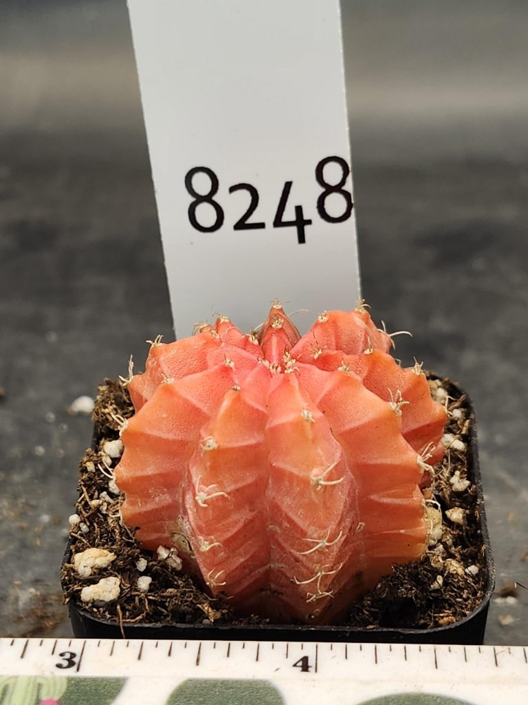 Gymnocalycium Mihanovichii Variegated Cactus Orangey Pink Full Color #8248 in 2" Pot - Image 3