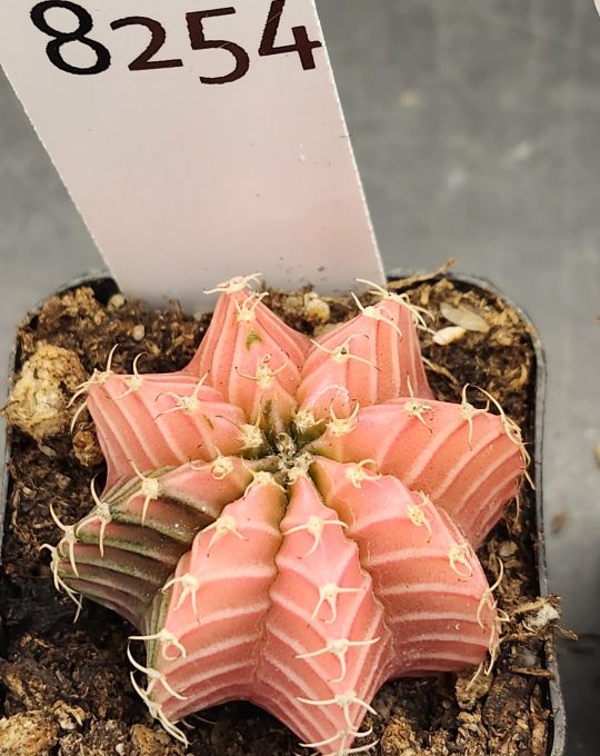 Gymnocalycium Mihanovichii Variegated Cactus Alomst Full Pink with Beautiful Cheverons #8254 in 2" Pot