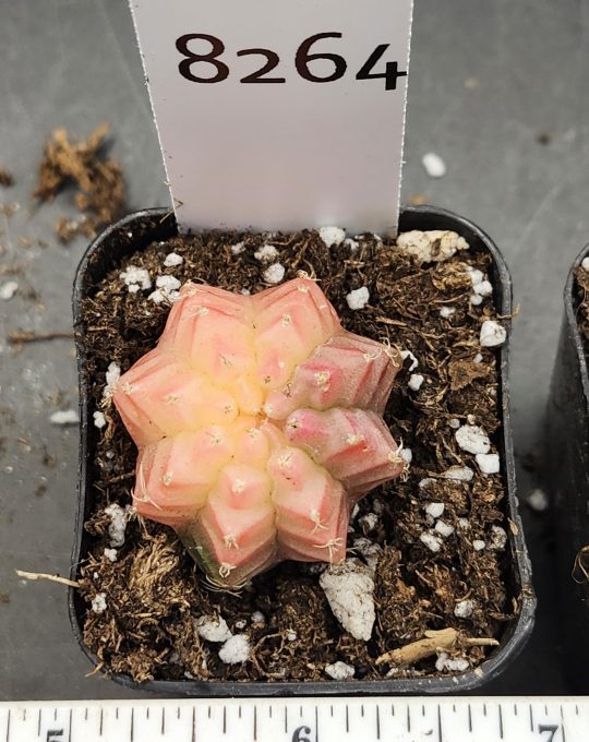 Gymnocalycium Mihanovichii Variegated Cactus Light Pink with Faded Purple #8264 in 2" Pot