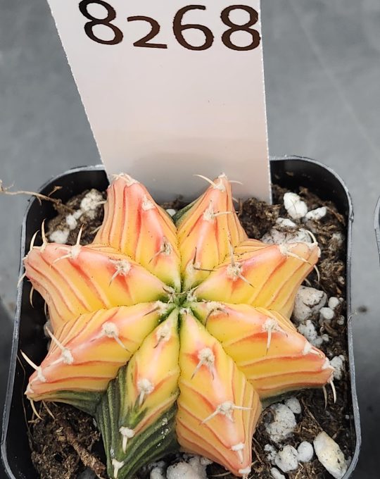 Gymnocalycium Mihanovichii Variegated Cactus Beautiful Yellow with Green Center and Sides #8268 in 2" Pot