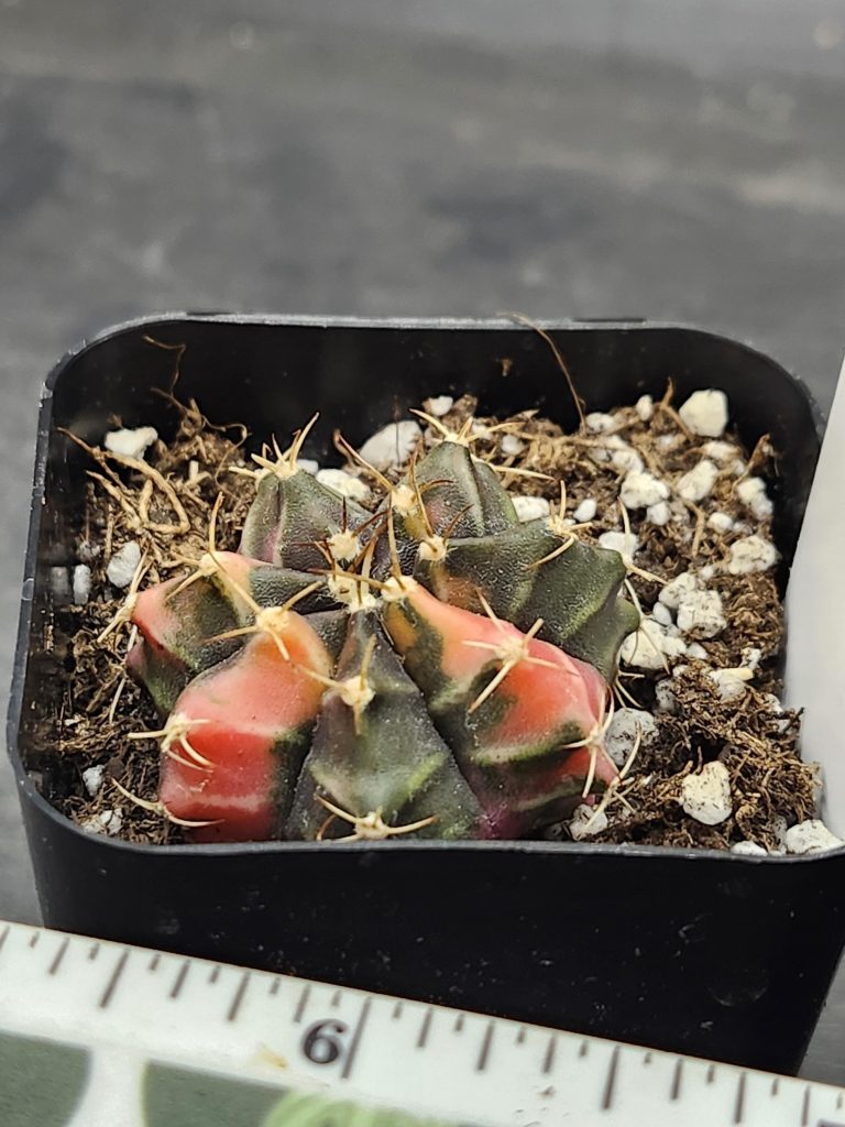 Gymnocalycium Mihanovichii Variegated Cactus Full Dark Purple with Slight Coloring #8269 in 2" Pot - Image 2