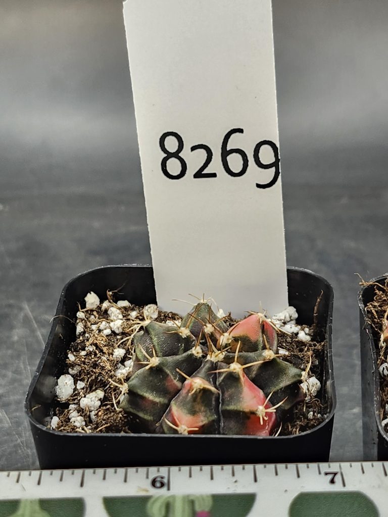 Gymnocalycium Mihanovichii Variegated Cactus Full Dark Purple with Slight Coloring #8269 in 2" Pot - Image 3