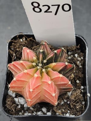 Gymnocalycium Mihanovichii Variegated Cactus Beautiful Pink With Dark Strips #8270 in 2" Pot