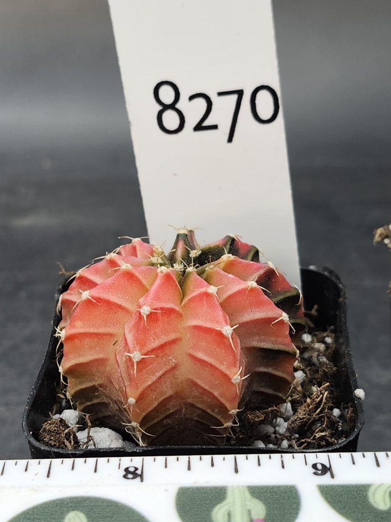 Gymnocalycium Mihanovichii Variegated Cactus Beautiful Pink With Dark Strips #8270 in 2" Pot - Image 3