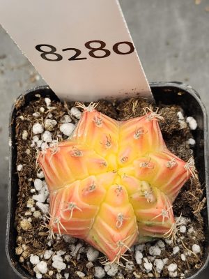 Gymnocalycium Mihanovichii Variegated Cactus Pretty Yellow with Pink Rib Edges #8280 in 2" Pot