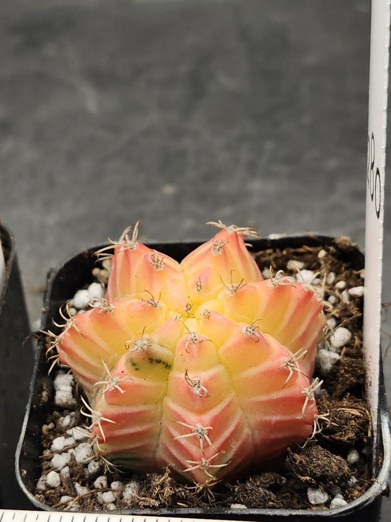 Gymnocalycium Mihanovichii Variegated Cactus Pretty Yellow with Pink Rib Edges #8280 in 2" Pot - Image 2