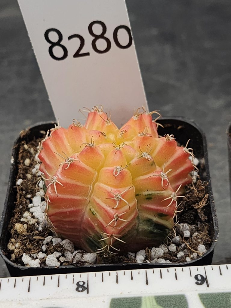 Gymnocalycium Mihanovichii Variegated Cactus Pretty Yellow with Pink Rib Edges #8280 in 2" Pot - Image 3