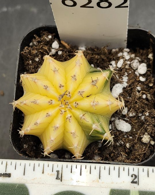 Gymnocalycium Mihanovichii Variegated Cactus Super Bright Lemon Yellow #8282 in 2" Pot