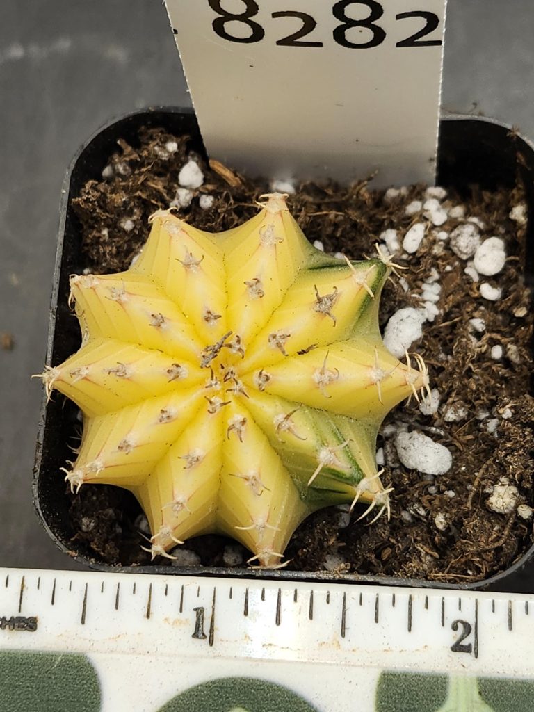 Gymnocalycium Mihanovichii Variegated Cactus Super Bright Lemon Yellow #8282 in 2" Pot